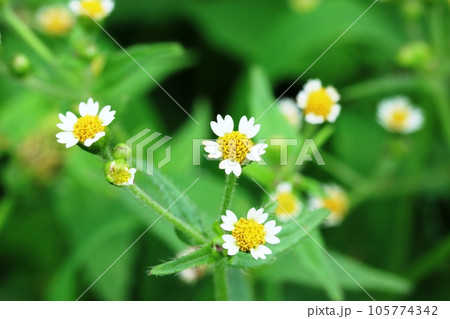 小さな可愛い菊 ハキダメギク(掃溜菊) 小さな可愛い菊 ハキダメギク(掃溜菊) 105774342