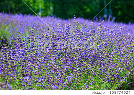 ラベンダーの花穂 105774624