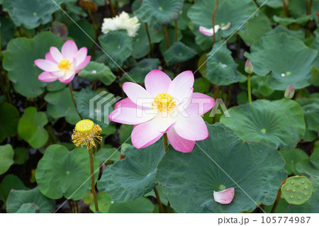 Pink lotus flower blooming in pond with green leaves Pink lotus flower blooming in pond with green leaves 105774987
