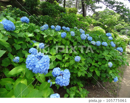 小田原城 105775061