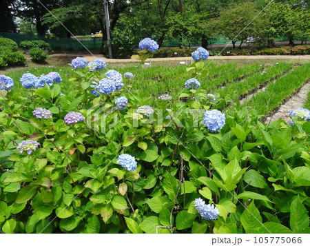 小田原城 105775066