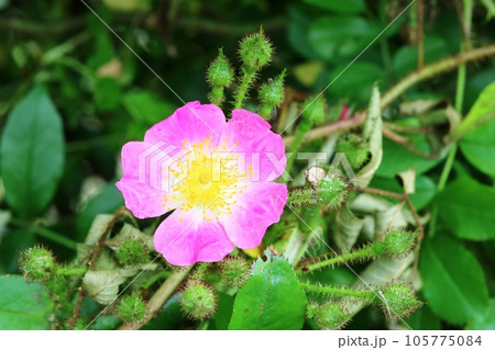 花弁も蕊も綺麗！ツクシイバラ（筑紫茨） 105775084