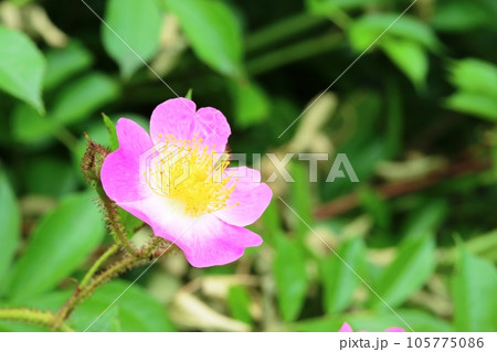 花弁も蕊も綺麗！ツクシイバラ（筑紫茨） 105775086