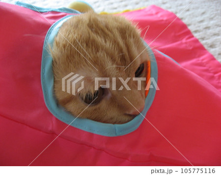 頭を出す猫 105775116