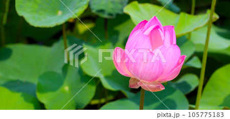 Beautiful water lily. Lotus flower with green leaves Beautiful water lily. Lotus flower with green leaves 105775183