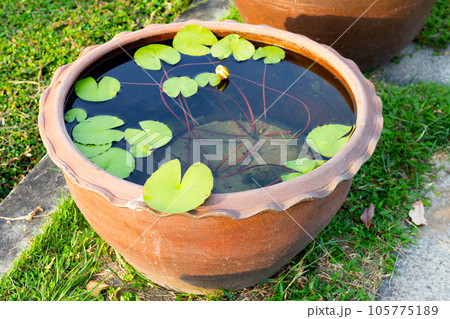 Beautiful water lily. Lotus flower with green leaves 105775189