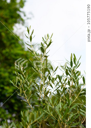 Olive tree in the garden Olive tree in the garden 105775190