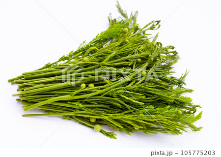 Leucaena leucocephala isolated on white background 105775203