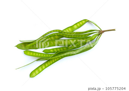 Leucaena leucocephala isolated on white background 105775204