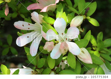 花弁が細く先が丸いサツキ（皐月） 105775364