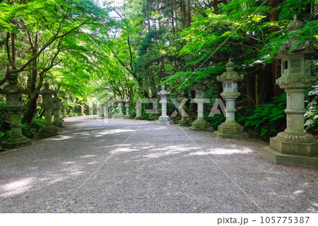 新緑の参道2 新緑の参道2 105775387