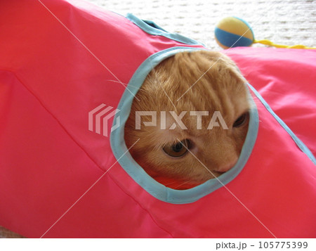 顔を出す猫 105775399
