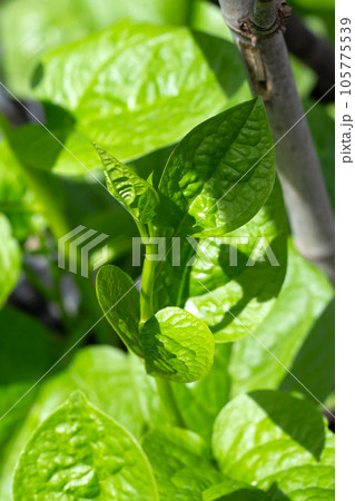 Ceylon spinach or basella rubra linn Ceylon spinach or basella rubra linn 105775539