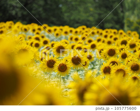 ひまわり畑 ひまわり畑 105775600
