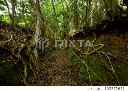 富山平見道(大辺路)　【和歌山県串本町田子】 105775671