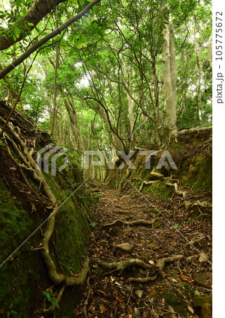 富山平見道(大辺路)　【和歌山県串本町田子】 105775672