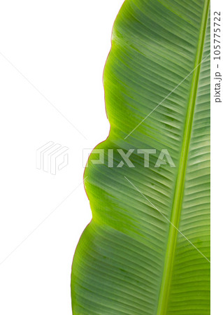 Fresh banana leaf on white background. 105775722