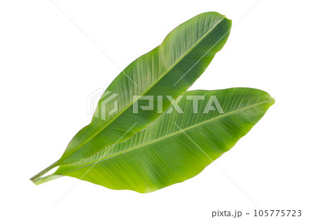 Fresh banana leaves on white background. Fresh banana leaves on white background. 105775723