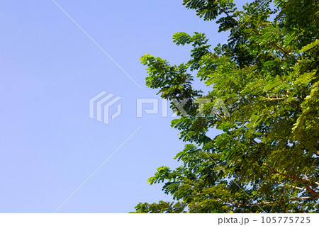 Rain tree leaves. Samanca Saman (Jacq) Merr. Rain tree leaves. Samanca Saman (Jacq) Merr. 105775725