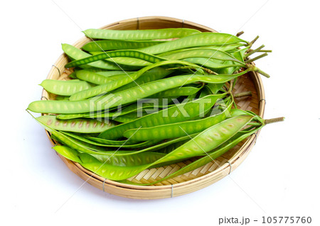 Leucaena leucocephala fruit on white background 105775760