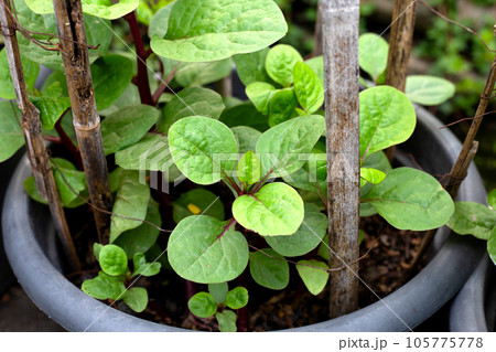 Ceylon spinach or basella rubra linn Ceylon spinach or basella rubra linn 105775778