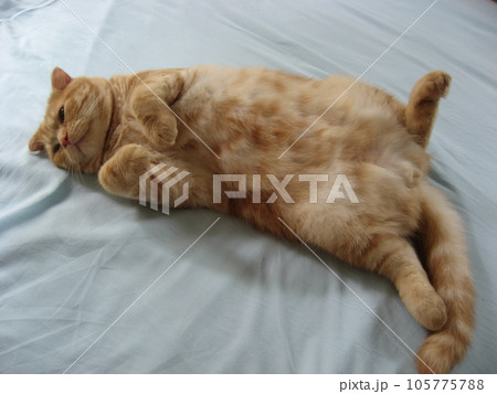 寝転んで手を伸ばして寝る猫 寝転んで手を伸ばして寝る猫 105775788