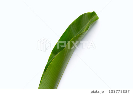 Heliconia leaf on white background. 105775887