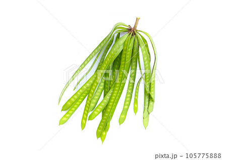 Leucaena leucocephala isolated on white background 105775888