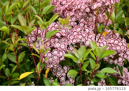 庭園の花 105776128