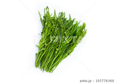 Leucaena leucocephala isolated on white background 105776360
