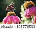 ヨーロッパアカタテハ 105776532