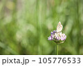 フチベニヒメシジミ　 105776533
