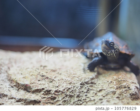 クサガメの赤ちゃん クサガメの赤ちゃん 105776829
