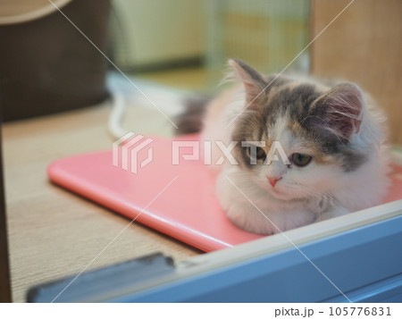 ラガマフィンの子猫2 ラガマフィンの子猫2 105776831