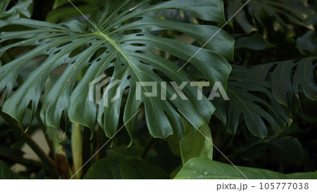 Tropical green leaves on background, nature summer forest plant concept. Creative layout made of tropical leaves. Nature concept. Tropical green leaves on background, nature summer forest plant concept. Creative layout made of tropical leaves. Nature concept. 105777038