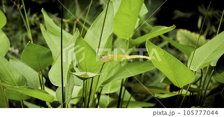 Tropical green leaves on background, nature summer forest plant concept. Creative layout made of tropical leaves. Nature concept. Tropical green leaves on background, nature summer forest plant concept. Creative layout made of tropical leaves. Nature concept. 105777044