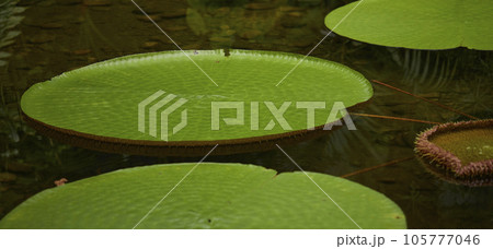 Tropical green leaves on background, nature summer forest plant concept. Creative layout made of tropical leaves. Nature concept. Tropical green leaves on background, nature summer forest plant concept. Creative layout made of tropical leaves. Nature concept. 105777046