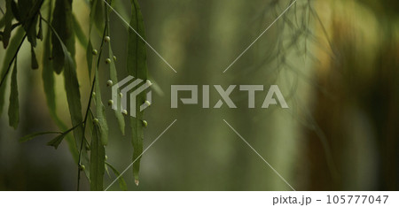 Tropical green leaves on background, nature summer forest plant concept. Creative layout made of tropical leaves. Nature concept. Tropical green leaves on background, nature summer forest plant concept. Creative layout made of tropical leaves. Nature concept. 105777047