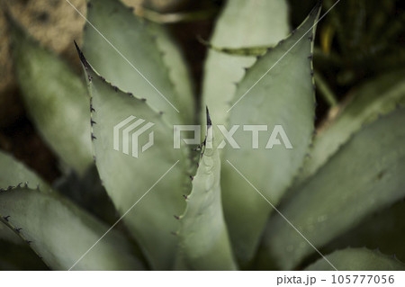 Tropical green leaves on background, nature summer forest plant concept. Creative layout made of tropical leaves. Nature concept. 105777056