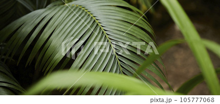 Tropical green leaves on background, nature summer forest plant concept. Creative layout made of tropical leaves. Nature concept. Tropical green leaves on background, nature summer forest plant concept. Creative layout made of tropical leaves. Nature concept. 105777068
