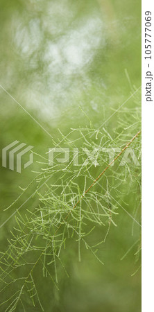 Tropical green leaves on background, nature summer forest plant concept. Creative layout made of tropical leaves. Nature concept. Tropical green leaves on background, nature summer forest plant concept. Creative layout made of tropical leaves. Nature concept. 105777069