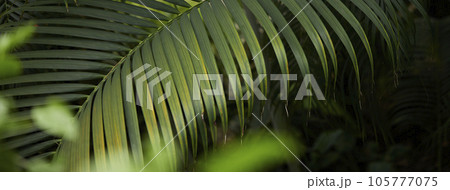 Tropical green leaves on background, nature summer forest plant concept. Creative layout made of tropical leaves. Nature concept. Tropical green leaves on background, nature summer forest plant concept. Creative layout made of tropical leaves. Nature concept. 105777075
