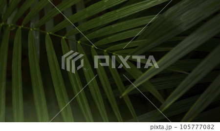 Tropical green leaves on background, nature summer forest plant concept. Creative layout made of tropical leaves. Nature concept. 105777082