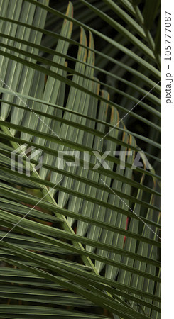 Tropical green leaves on background, nature summer forest plant concept. Creative layout made of tropical leaves. Nature concept. Tropical green leaves on background, nature summer forest plant concept. Creative layout made of tropical leaves. Nature concept. 105777087