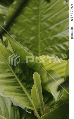 Tropical green leaves on background, nature summer forest plant concept. Creative layout made of tropical leaves. Nature concept. 105777089