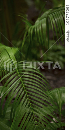 Tropical green leaves on background, nature summer forest plant concept. Creative layout made of tropical leaves. Nature concept. 105777095