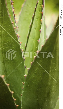 Tropical green leaves on background, nature summer forest plant concept. Creative layout made of tropical leaves. Nature concept. Tropical green leaves on background, nature summer forest plant concept. Creative layout made of tropical leaves. Nature concept. 105777099