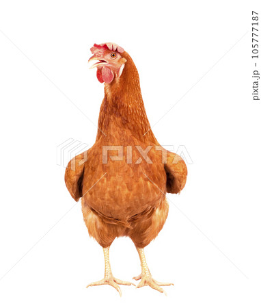 full body of brown chicken ,hen standing isolated white background use for farm animals and livestock theme 105777187
