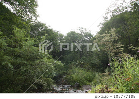 群馬県奥利根水源の森清流 群馬県奥利根水源の森清流 105777188
