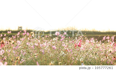 夕陽に包まれたくコスモス畑｜16:9 105777261